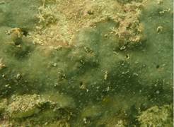 A picture containing outdoor, ocean floor

Description automatically generated