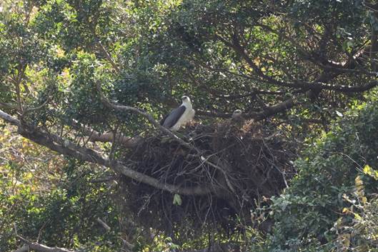 A bird sitting on a nest

Description automatically generated with medium confidence
