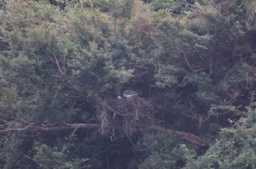 A bird nest in a tree

Description automatically generated