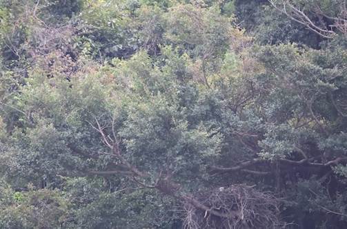 A close-up of a tree

Description automatically generated