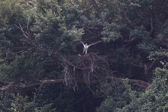 A bird in a nest

AI-generated content may be incorrect.