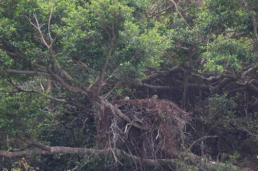 A nest in a tree

AI-generated content may be incorrect.