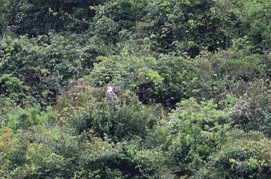 A bird in the middle of a forest

AI-generated content may be incorrect.