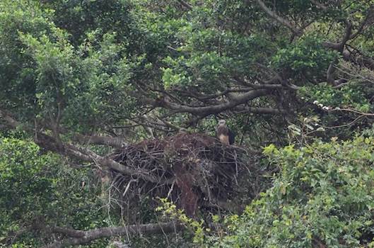 A bird in a nest in a tree

AI-generated content may be incorrect.