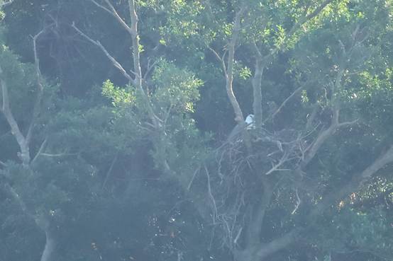 A bird in a nest in a tree

AI-generated content may be incorrect.